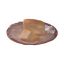 Picture of Doyley 9.5" White (Pack Of 250)